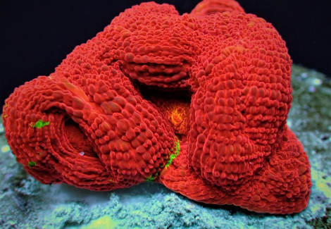 Acanthastrea Bowerbanki Bleeding Apple (Frag) M