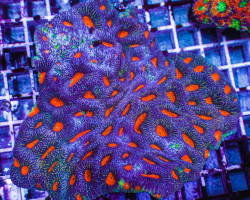 Acanthastrea Echinata (Ultra) Xl