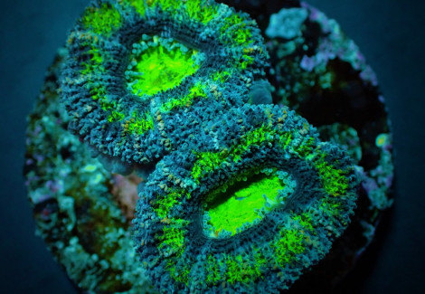 Acanthastrea Lordhowensis (Green) (Premium) (Frag) M