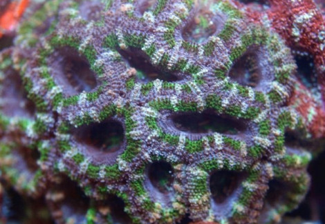 Acanthastrea Lordhowensis (Green) Xs