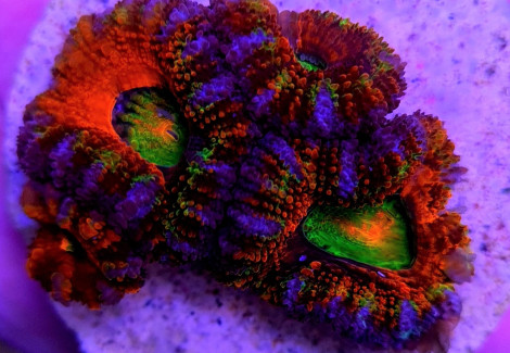 Acanthastrea Lordhowensis (Ultra) (Frag) M