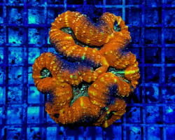 Acanthastrea Pachysepta (Splitcolor) L