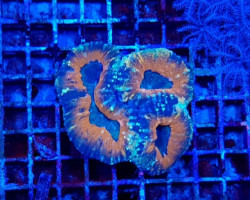 Acanthastrea Pachysepta (Splitcolor) Xs