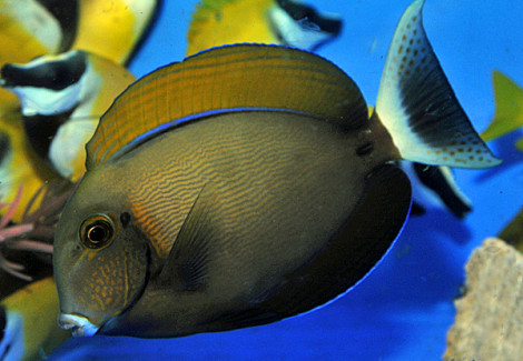 Acanthurus Bariene L