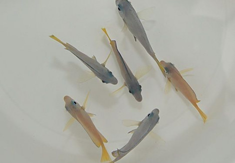 Acanthurus Coeruleus (Juv.) S