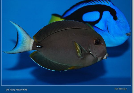 Acanthurus Leucocheilus M