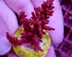 Acropora  Signature Frag Xs