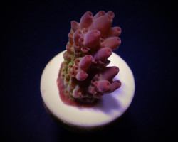 Acropora Anthoceris (Frag) M