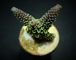 Acropora Aspera (Frag) M