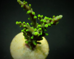 Acropora Carduus (Frag) M