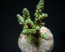 Acropora Chesterfieldensis (Frag) M