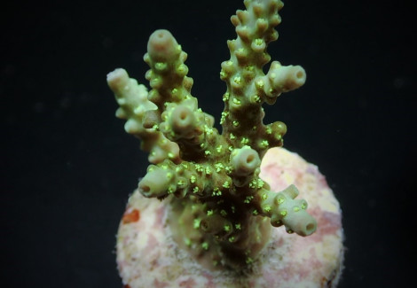 Acropora Chesterfieldensis (Frag) M