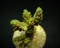 Acropora Convexa (Frag) M