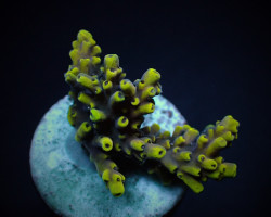 Acropora Cytherea (Frag) M