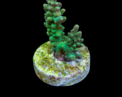 Acropora Divaricata (Frag)M