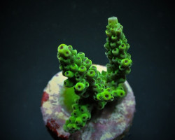 Acropora Donei (Frag) M