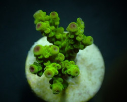 Acropora Florida (Frag) M