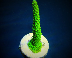 Acropora Formosa (Frag) M