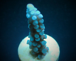 Acropora Gomezi (Frag) M