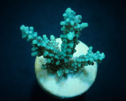 Acropora Horrida (Frag) M