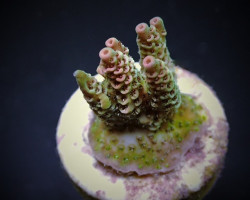 Acropora Hyacinthus (Frag) M