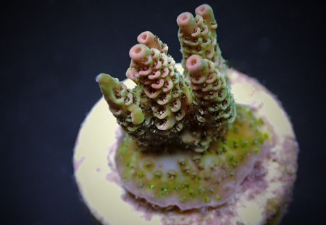 Acropora Hyacinthus (Frag) M