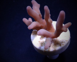 Acropora Lokani (Frag) M