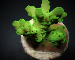 Acropora Loripes (Frag) M