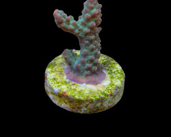 Acropora Microclados (Frag)M