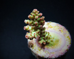 Acropora Microclados Ssc (Frag) M