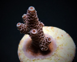 Acropora Millepora (Frag) M