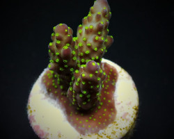 Acropora Nana (Frag) M