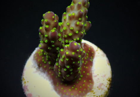 Acropora Nana (Frag) M