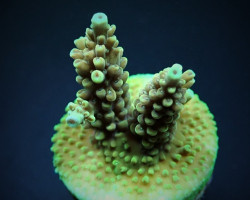 Acropora Nasuta (Frag) M