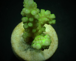 Acropora Rosaria (Frag) M