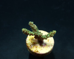 Acropora Selago (Frag) M