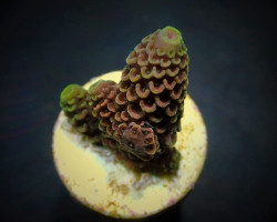 Acropora Spathulata (Frag) M