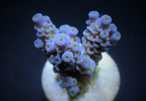 Acropora Tenuis (Blueish) (Frag) M