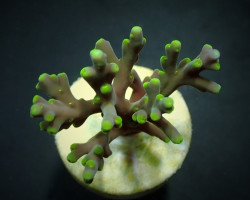 Acropora Turaki (Frag) M