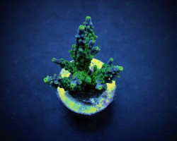 Acropora Valida (Frag) M