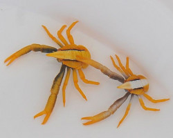 Allogalathea Elegans (Premium Color) M