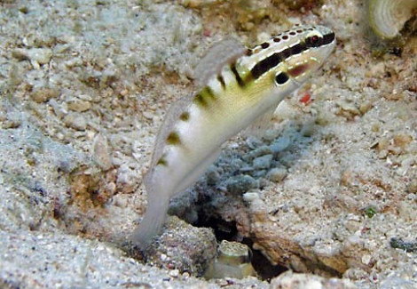 Amblygobius Bynoensis M