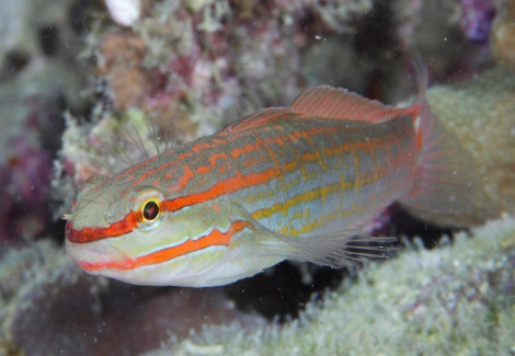 Amblygobius Decussatus M