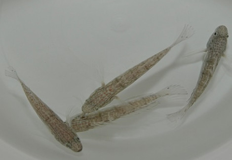 Amblygobius Phalaena M