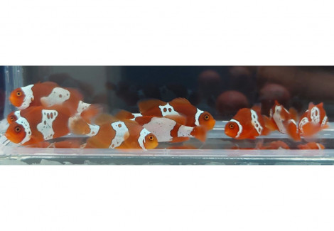 Amphiprion Biaculeatus  Lightning Maroon -  Allevato Europa S