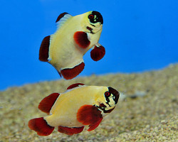 Amphiprion Biaculeatus Gold Nugget (Coppia) -  Allevato Europa M