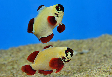 Amphiprion Biaculeatus Gold Nugget (Coppia) -  Allevato Europa M