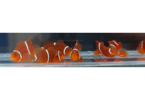 Amphiprion Biaculeatus Morscode -  Allevato Europa Xs