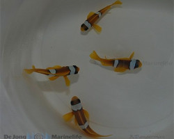 Amphiprion Bicinctus - Allevato Europa M