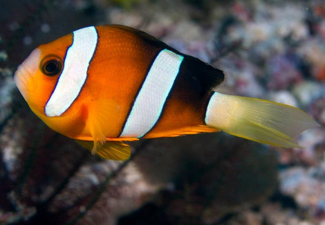 Amphiprion Clarkii (Australia) M